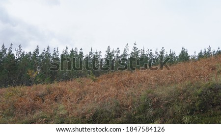 landscape of mountains and trees in autumn in the Basque Country in Spain