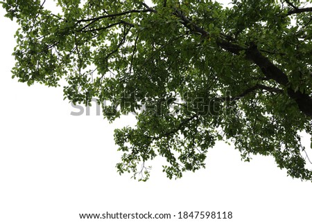 Tropical tree leaves and branch foreground isolated on white background with clipping path Royalty-Free Stock Photo #1847598118