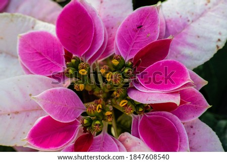 Picture of a pink and white poinsettia