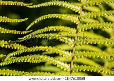 Picture of a fern leaf