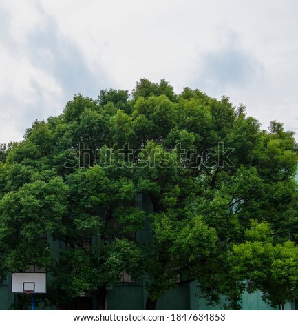 Outdoor basketball goal backboard with tall camphor trees in summer