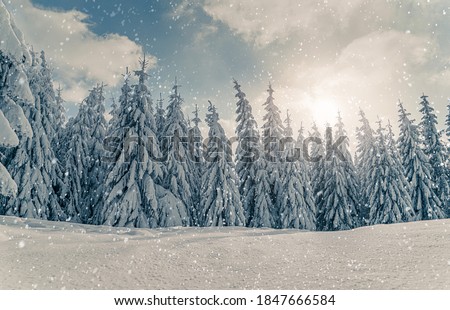 Beautiful snowy fir trees in frozen mountains landscape in sunset. Christmas background with tall spruce trees covered with snow. Alpine ski resort. Winter greeting card. Happy New Year