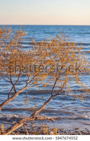 Fall season tree with a blue sea background 