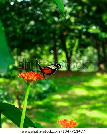 Image of Flower with Butterfly