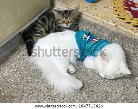 Two cute little kitties sleep happily on the floor. Animal care. Love and friendship. Domestic animals. Two Kittens taking nap. 