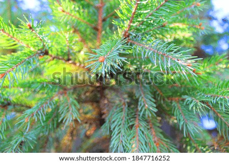 green branches of a Christmas tree. background picture