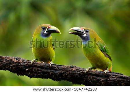 Jungle wildlife. Blue-throated Toucanet, Aulacorhynchus caeruleogularis, green toucan in the nature habitat, mountains in Costa Rica. Wildlife scene from tropic forest. Green bird sitting on branch.