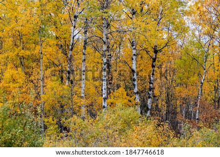 white birch trees with bright orange fall foliage 