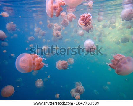 Stingless Jellyfish in Misool Raja Ampat