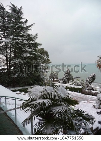 Here is such an interesting picture - these are palm trees in the snow