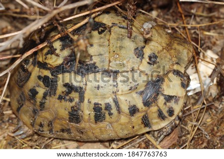 A large turtle in macro photography in nature