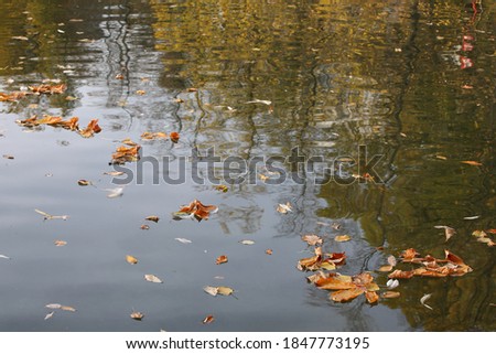 Sad autumn picture.Fallen dry faded leaves and bird feathers float on the surface of the water.Beautiful lake with reflection of trees on a Sunny day.The concept of the last sheet of the past season