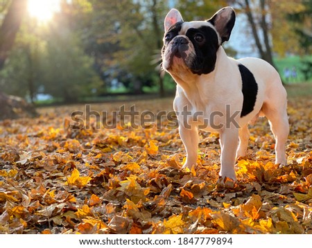 Cute black and white french bulldog sits and looks straight in the camera on the yellow autumn leafs during beautiful autumn day.  Royalty-Free Stock Photo #1847779894