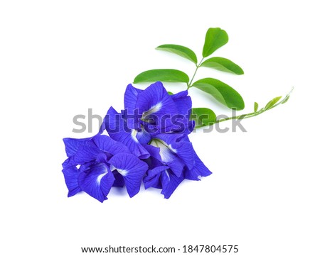 Butterfly pea flower on white background 
