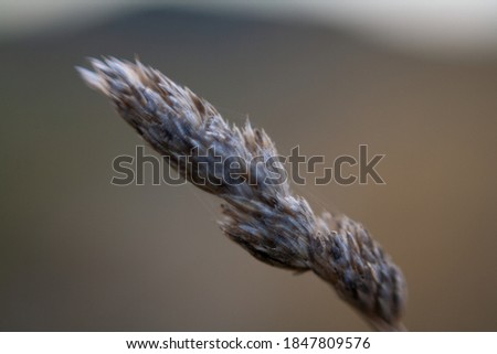Close up macro picture of a single wheat straw without spikes with visible web on a blurred background