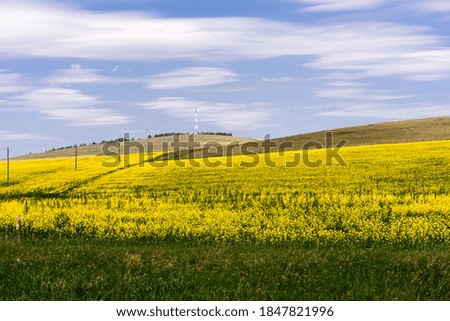 Field with yellow flowers, blue sky. Beautiful nature. Desktop wallpaper