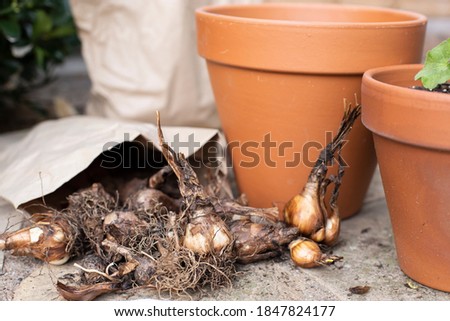 spring bulbs for bulb lasagna in terra cotta pot Royalty-Free Stock Photo #1847824177