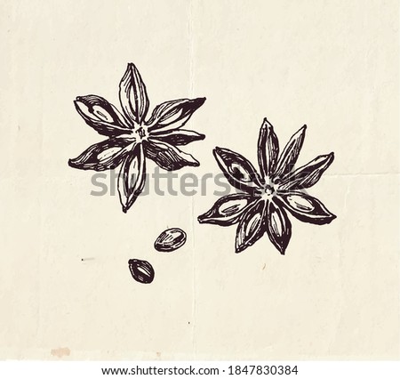 Ink drawing of star anise fruit with seeds, mulled wine ingredients