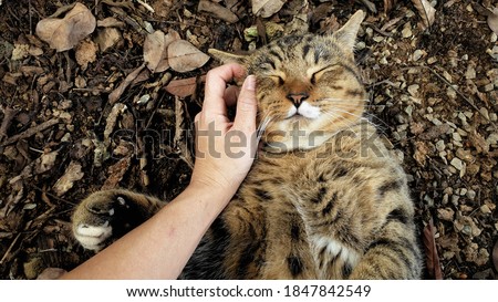 an adorable tabby cat lying on the ground and cuddling owner's hand. Royalty-Free Stock Photo #1847842549