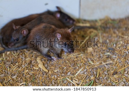 Selective focus view of young brown rats in a farm