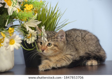 cute little striped kitten and flowers in a pot