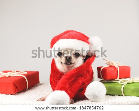 Portrait of white short hair Chihuahua dog wearing Santa Claus hat and red scarf lying down  and smiling at camera with red and green gift boxes on white background.Christmas and New year celebration.