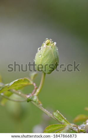 Plants in garden after rainfall