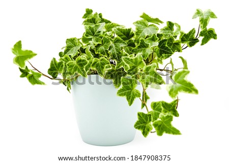 An indoor plant studio isolated Royalty-Free Stock Photo #1847908375