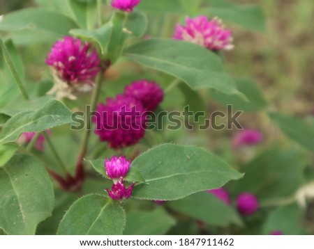 The Gomphrena globosa. Flowers are shaped like balls, purplish red, some are white. The stem is green, hairy and branched. The leaves are green. oval, long and pointed tip.