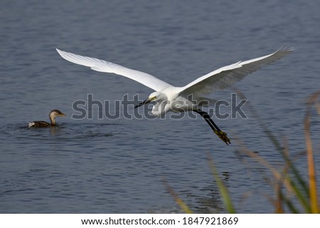 The Little Egret (Egretta garzetta) is a small white heron. Flying.