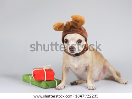 Portrait of  fat and brown short hair Chihuahua dog wearing reindeer horn hat  sitting  with red and green gift boxes on white background. Christmas and New year celebration.