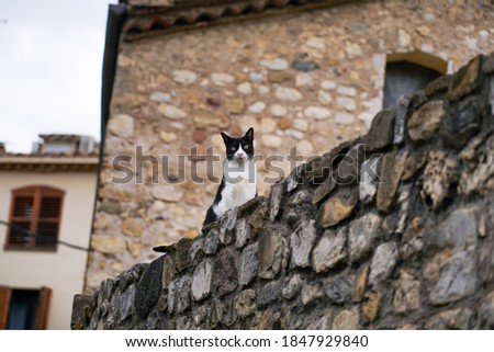 Cute cat sitting on a wall