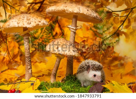 cute little hedgehod with parasol mushrooms on forest autumnal background