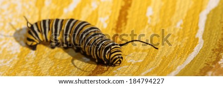 A Genuine Monarch Butterfly Caterpillar "Danaus plexippus" walks across a Psychedelic Yellow Wall Paper background. Monarch Butterflies are loved around the world by people young and old.  