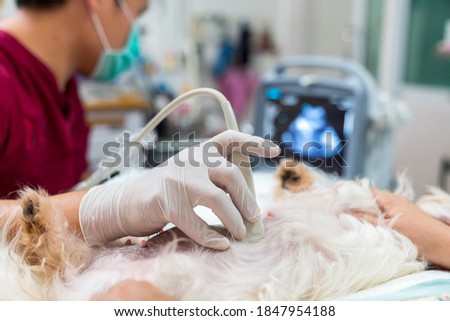 The abdomen of an Maltese dog, who was examined by an ultrasound. Veterinarian doing ultrasound and analyze healthy of animal. Watching puppies in dogs with ultrasound. Royalty-Free Stock Photo #1847954188