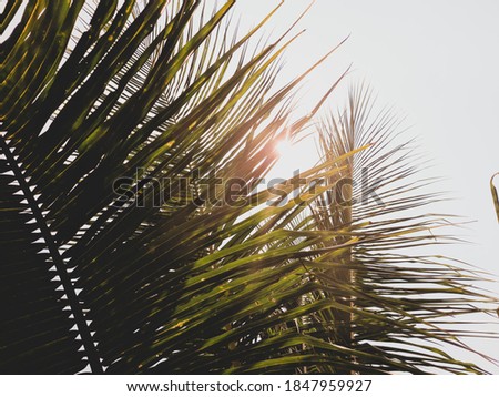 Coconut palm trees beautiful tropical background