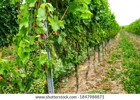 Pictures of vineyards, vines, red and white grapes taken on the Moselle in Germany on a hike through nature, on a cloudy and pure autumn day, where a wonderful, enjoyable white wine such as Riesling a