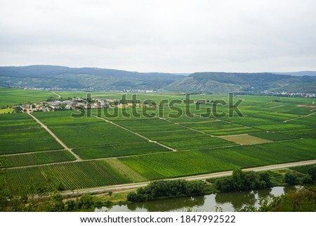 Pictures of vineyards, vines, red and white grapes taken on the Moselle in Germany on a hike through nature, on a cloudy and pure autumn day, where a wonderful, enjoyable white wine such as Riesling a