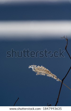 Shadow of snow and ear of Japanese pampas grass