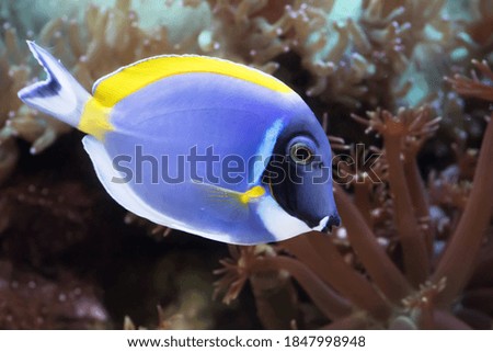Salt water aquamarine fish with coral background