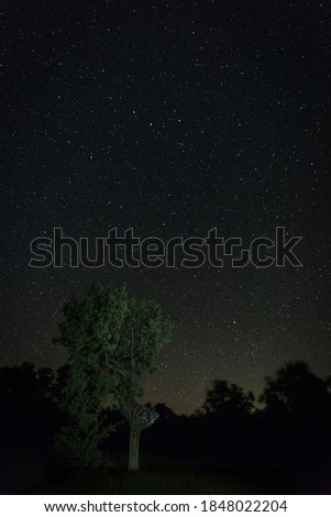 A vertical shot of a starry sky over some trees near Aceituna. Extremadura. Spain.