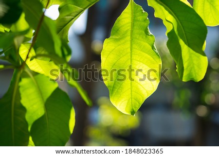 Closeup nature view of green leaf on blurred greenery background with copy space using as background and fresh ecology wallpaper concept