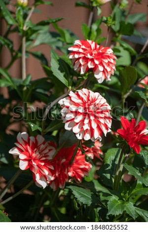 White-red dahlia flowers blossoming in garden close up