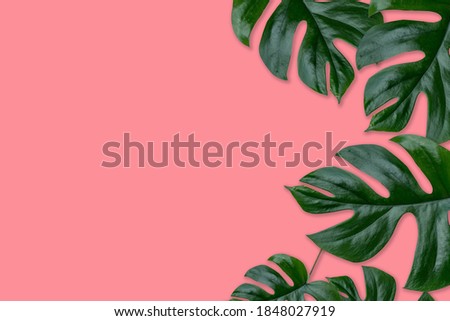 Rhaphidophora Tetrasperma, Mini monstera, Ginny philodendron leaf plant pink color background.Concept for nature plant decorate frame and copy space for your text