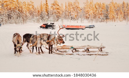 A raindeer sled at the North in Novyy Urengoy, Russia