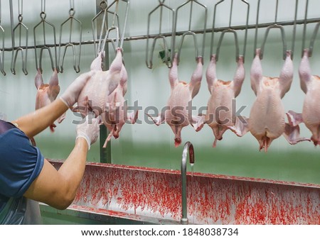 Workers wearing colored gloves White was pricking off the chicken's innards hanging on a rail in the factory slaughtering chicken parts.