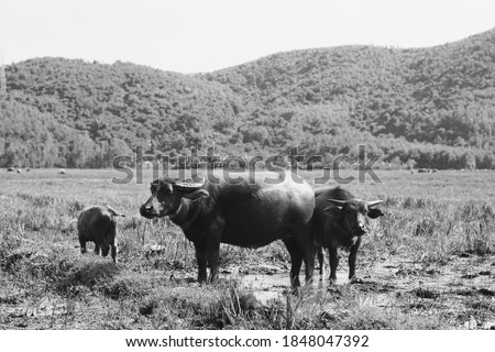 Family of Water Buffalo Standing graze Together rice grass field meadow sun, forested mountains background, clear sky. Landscape scenery, beauty of nature animals concept black white monochrome