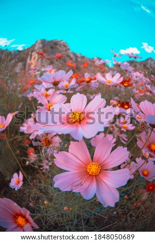 Cosmos flowers bloom beautifully in the garden, in vintage tones for the background.