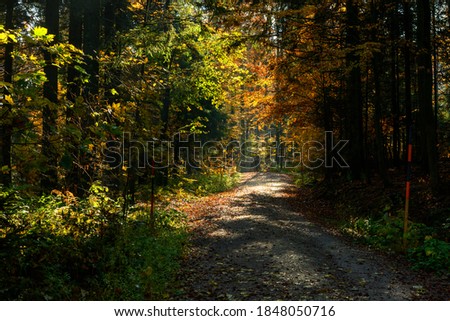 indian summer at the bavarian forest