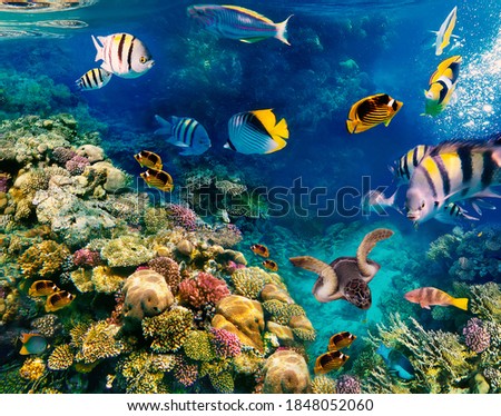 Underwater world. Coral fishes of Red sea. Egypt Royalty-Free Stock Photo #1848052060